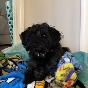 Meet your Posher, Lucy